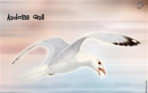 Audoins Gull